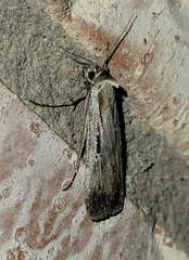 Tathorhynchus exsiccata