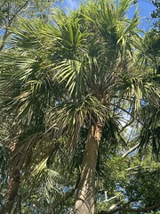 Sabal palmetto