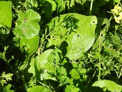 Diplotaxis catholica