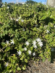 Jasminum multipartitum