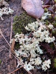 Cladonia caroliniana