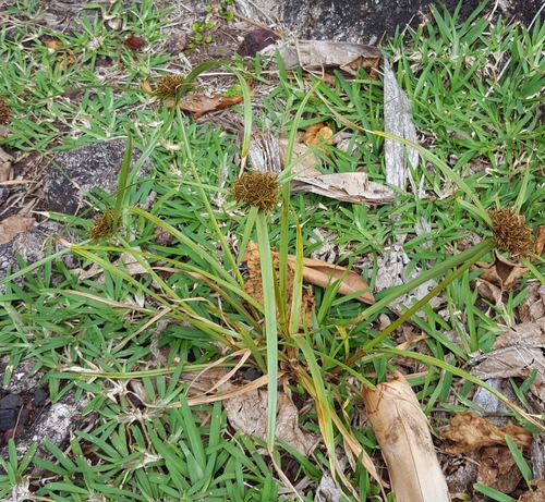 Pycreus intactus image