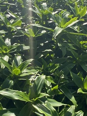 Callisia repens