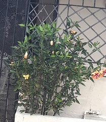 Hibiscus rosa-sinensis