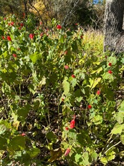 Malvaviscus arboreus