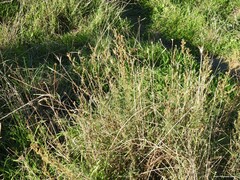 Hordeum murinum leporinum
