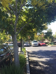 Koelreuteria paniculata