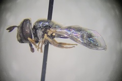 Paragus