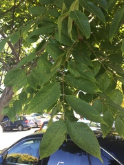 Koelreuteria paniculata