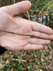 Physocarpus opulifolius