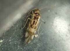 Graphopsocus cruciatus