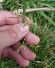 Cyperus sphacelatus image