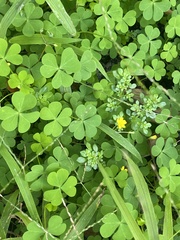 Oxalis corniculata
