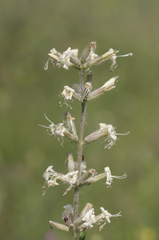 Silene viscosa