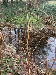 Physocarpus opulifolius