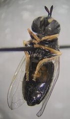 Paragus