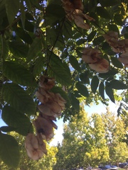 Koelreuteria paniculata