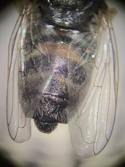 Paragus