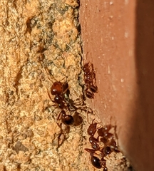 Solenopsis invicta