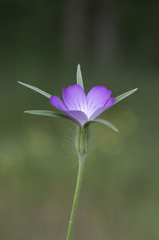 Agrostemma githago
