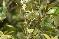 Trizeuxis falcata