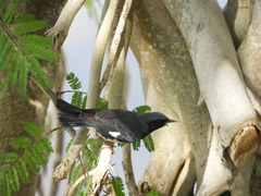 Setophaga caerulescens