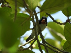 Setophaga caerulescens