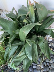 Aspidistra