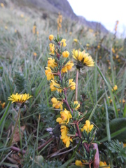 Berberis empetrifolia