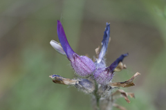 Astragalus vesicarius