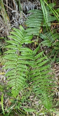 Polystichum wawranum