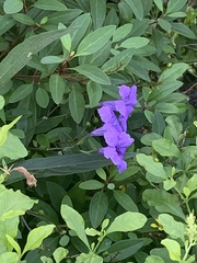 Ruellia caroliniensis