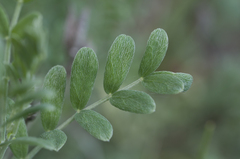 Astragalus vesicarius