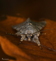 Polymixis rufocincta kretania