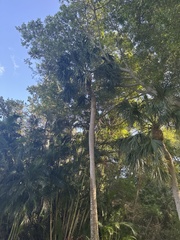 Sabal palmetto