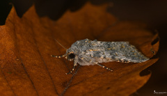 Polymixis rufocincta kretania