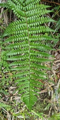 Polystichum wawranum