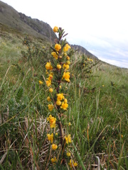 Berberis empetrifolia