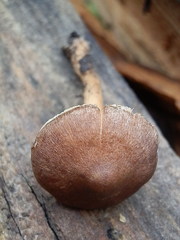 Inocybe pseudodestricta
