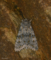 Polymixis rufocincta kretania