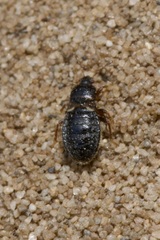 Dimorphopterus doriae