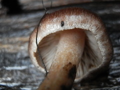 Inocybe pseudodestricta