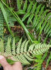 Polystichum wawranum