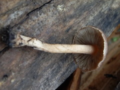 Inocybe pseudodestricta