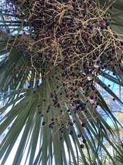 Sabal palmetto