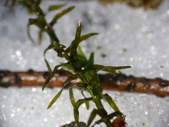 Elodea nuttallii