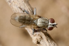 Leucophora