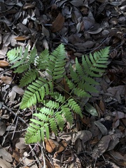 Pteridium