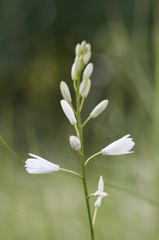 Anthericum liliago