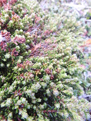 Empetrum rubrum